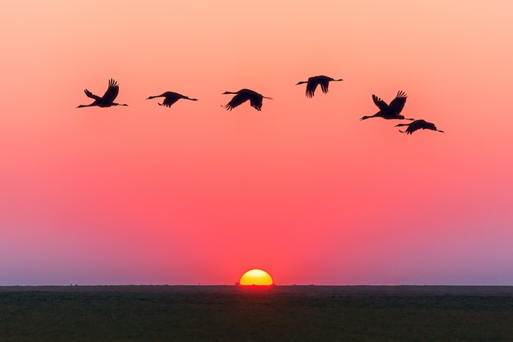 Fåglar med solnedgång i bakgrunden