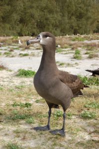 black_footed_albatross1