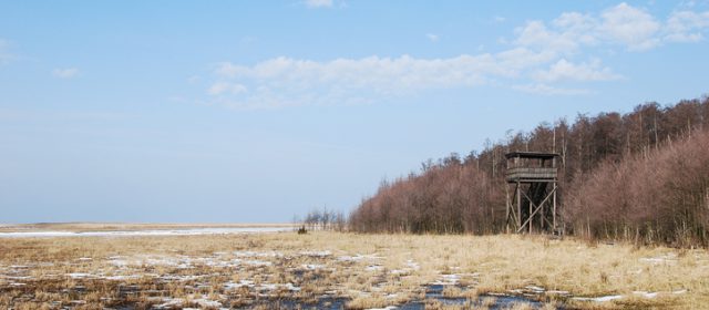 Fågelskådning på Öland