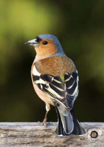 800px-Fringilla_coelebs_(chaffinch),_male