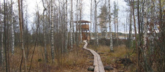 Fågelskådning