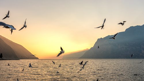 Fågelskådning – en givande hobby