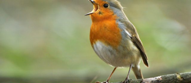 Fågelsång – så lär sig fåglar sjunga